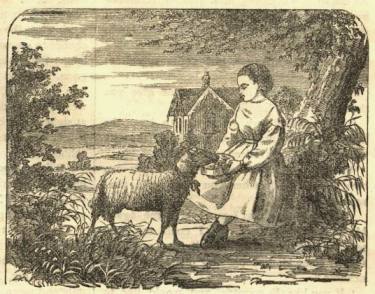 Annie and the lamb