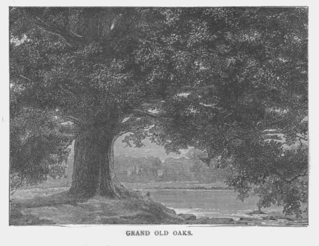 Grand Old Oaks