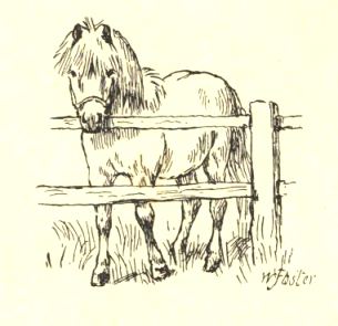 the pony
