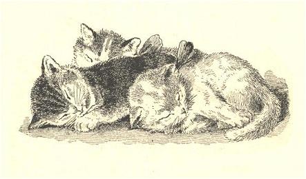 Sleeping kittens